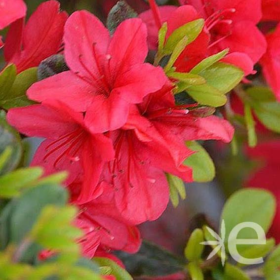 AZALEA japonica Hino...