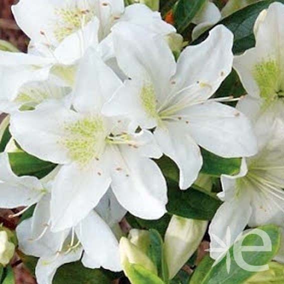 AZALEA japonica...