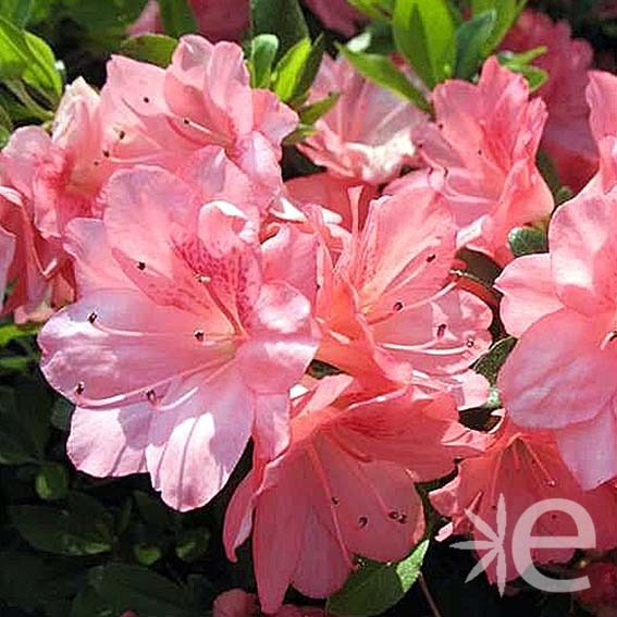 AZALEA japonica Blaauws...