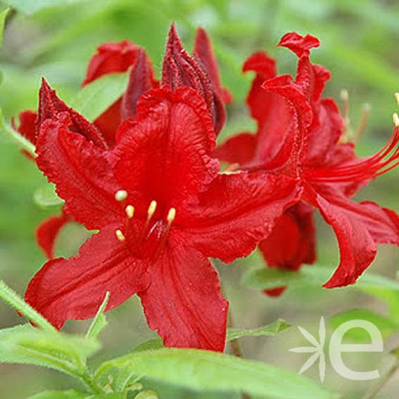 AZALEA mollis Wallowa Red...