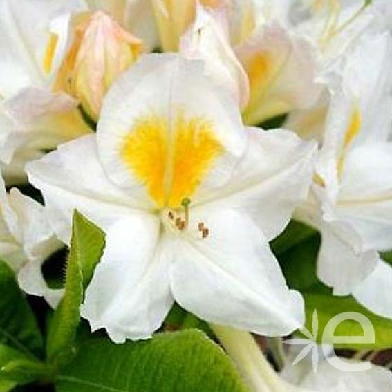 AZALEA mollis Persil CTR 3L