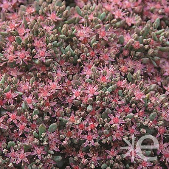 SEDUM cauticolum Painted...