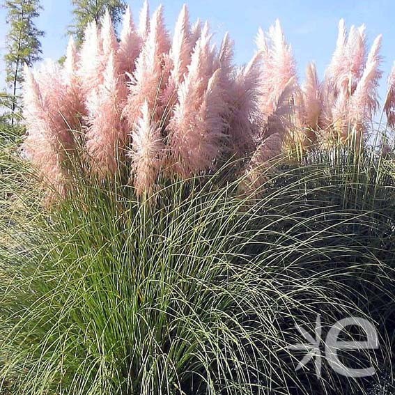 CORTADERIA selloana Rosea...