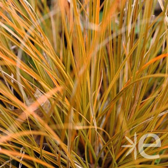 CAREX testacea Prairie Fire...