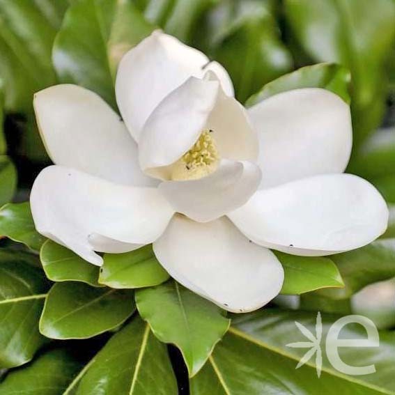 MAGNOLIA grandiflora Purpan...