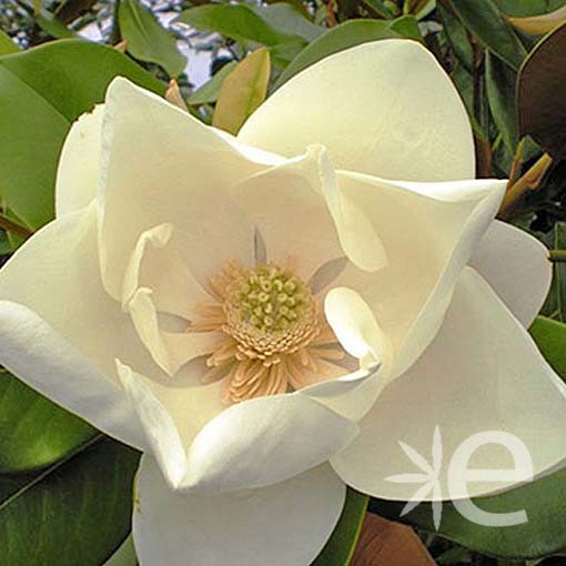 MAGNOLIA grandiflora Le...