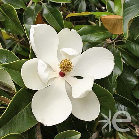 MAGNOLIA grandiflora...