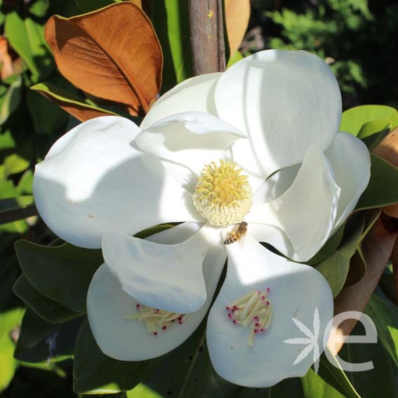 MAGNOLIA grandiflora...