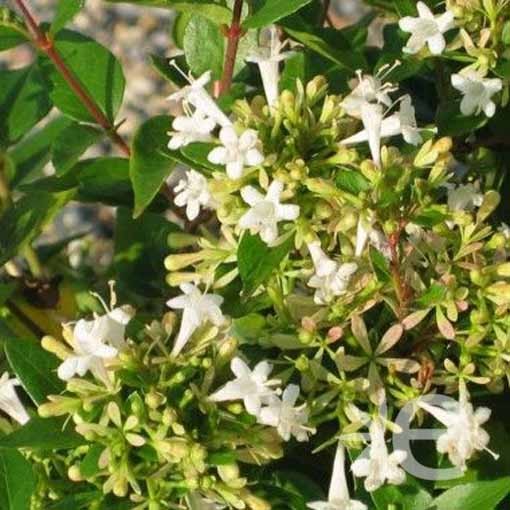 ABELIA chinense Selection...