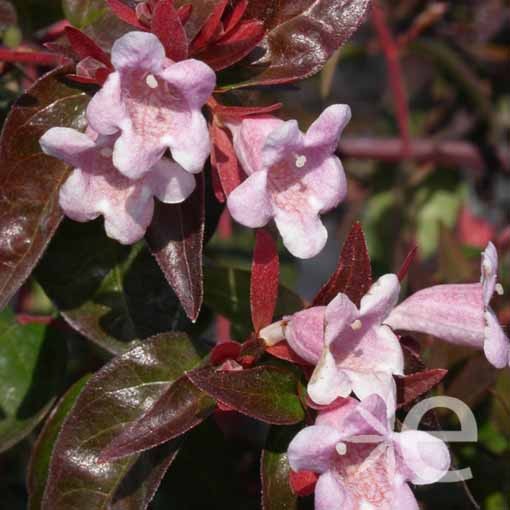 ABELIA  x Edward Goucher...