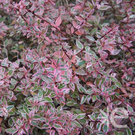 ABELIA grandiflora Confetti...