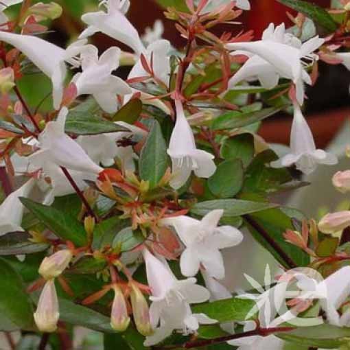 ABELIA grandiflora  CTR 7L