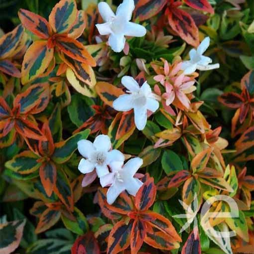 ABELIA grandiflora...