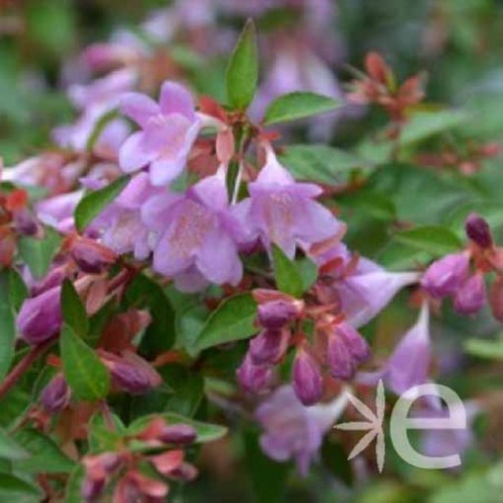 ABELIA grandiflora Ping Pong ® CTR 3L
