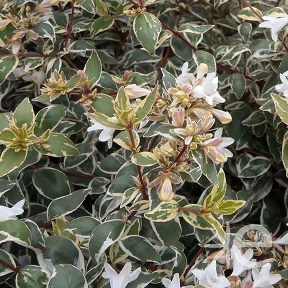 ABELIA grandiflora...