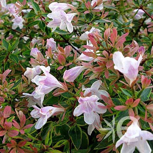 ABELIA grandiflora Sunshine...