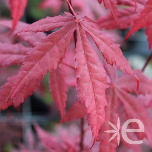 ACER palmatum Atropurpureum...