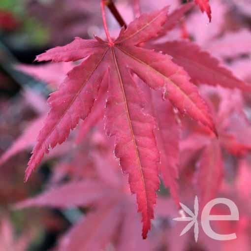 ACER palmatum Atropurpureum...