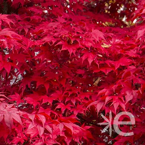 ACER palmatum Blood Good...