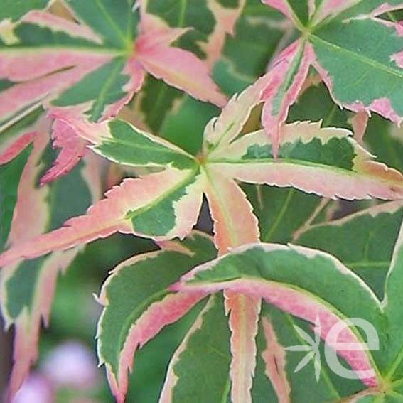 ACER palmatum Butterfly CTR 3L