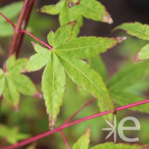 ACER palmatum  CTR 3L