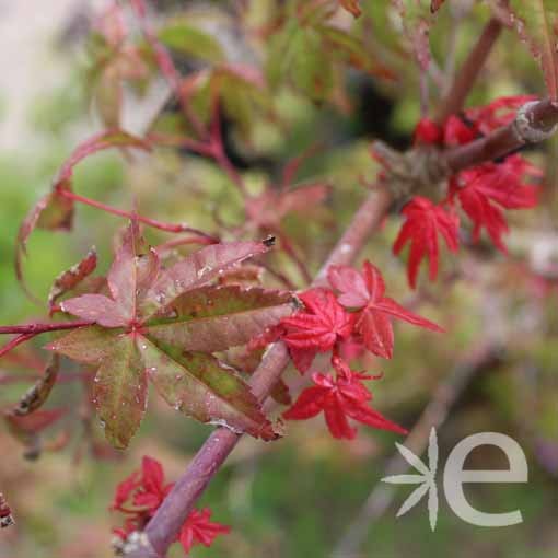 ACER palmatum Deshojo CTR 3L