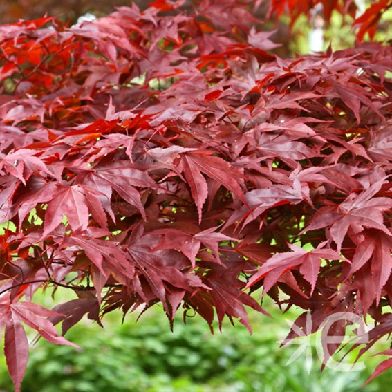 ACER palmatum Fire Glow CTR 3L