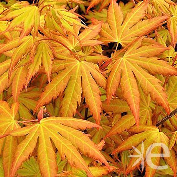 ACER palmatum Orange Dream....