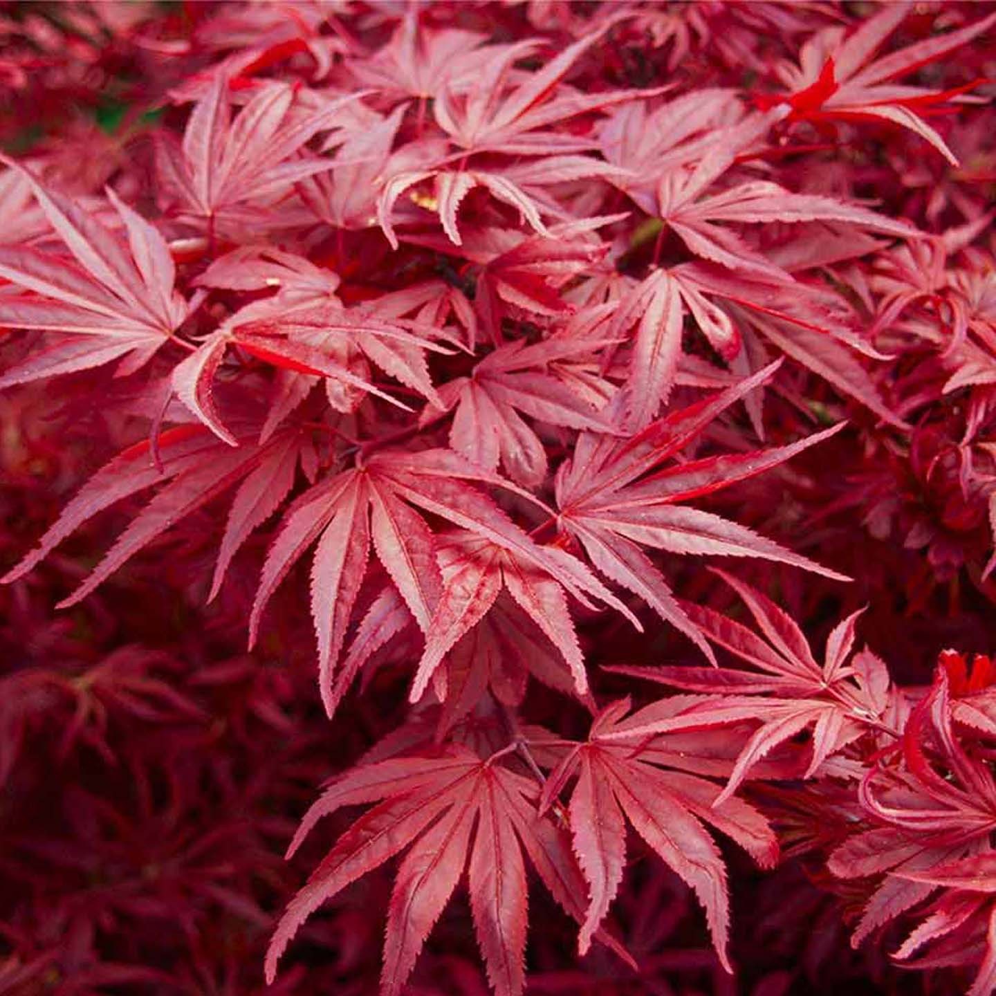 ACER palmatum Skeeter'S...