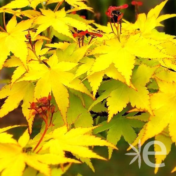 ACER palmatum Summer Gold...