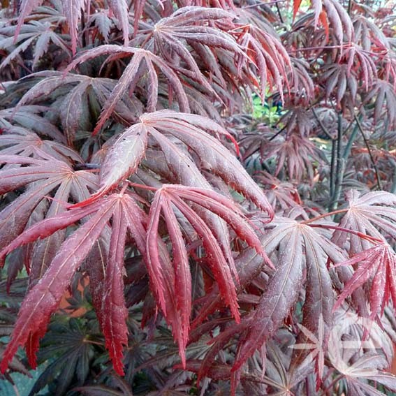 ACER palmatum Trompenbourg...