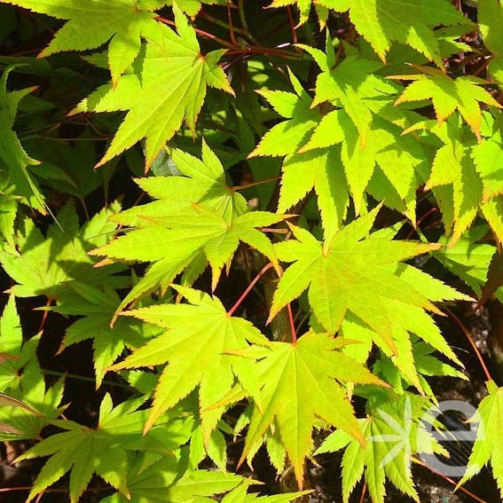 ACER palmatum Yueno Yama...