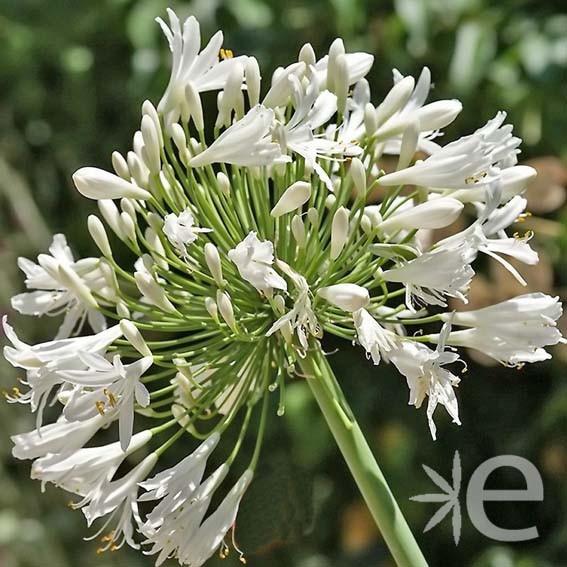 AGAPANTHUS africanus...