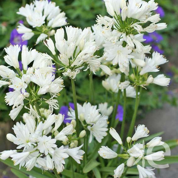 AGAPANTHUS x Double Diamond...