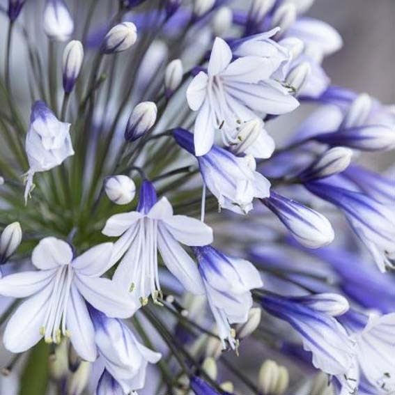 AGAPANTHUS x Fireworks ®...