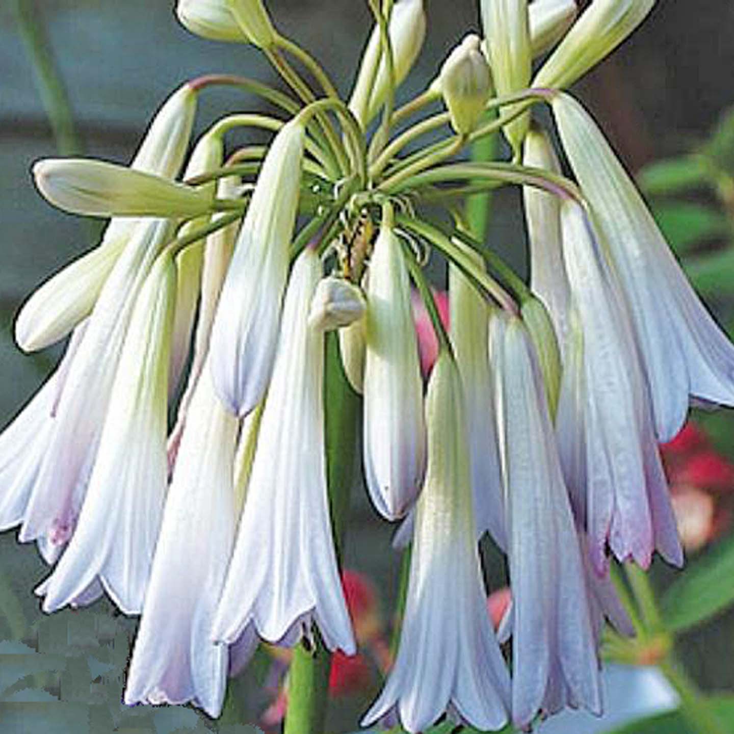 AGAPANTHUS  x Cascade...