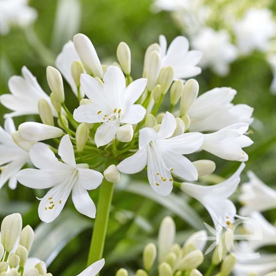 AGAPANTHUS  x Ever White ®...