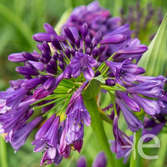 AGAPANTHUS x Little...