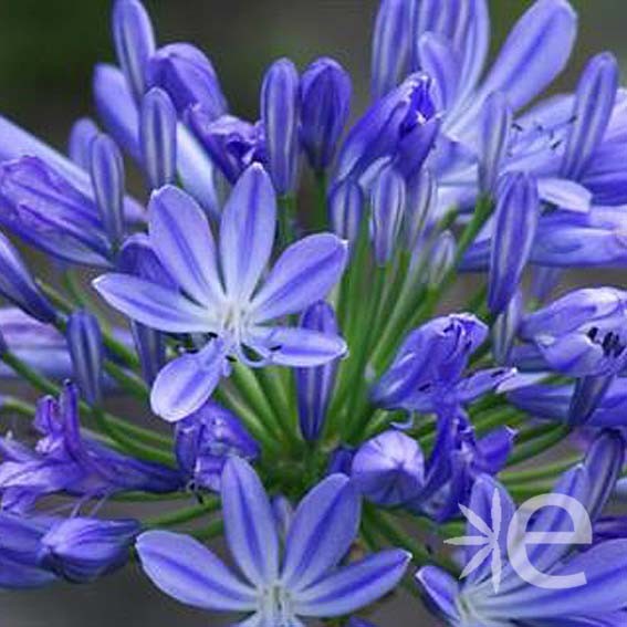 AGAPANTHUS  x Tornado ® CTR 6L