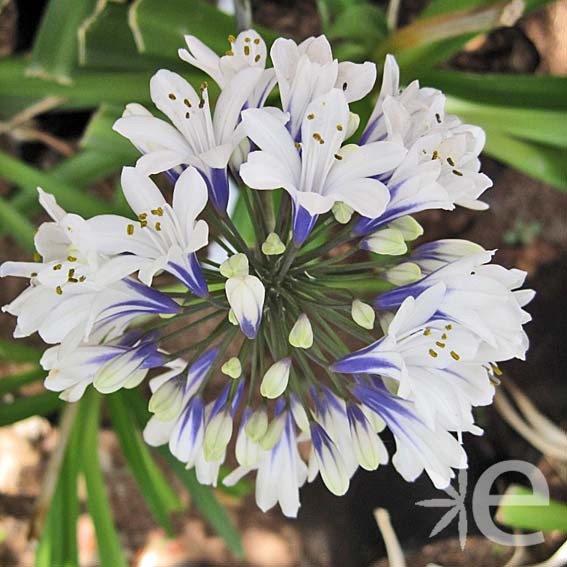 AGAPANTHUS  x Twister CTR 6L