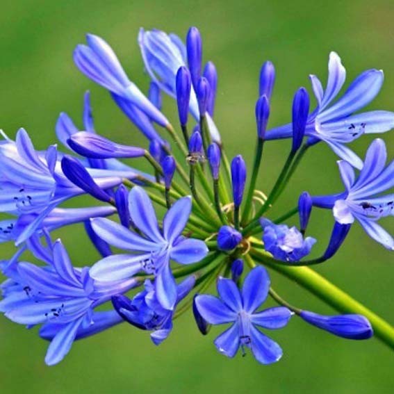 AGAPANTHUS  X Lapis Lazuli...