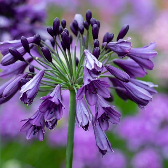 AGAPANTHUS  X Poppin Purple...