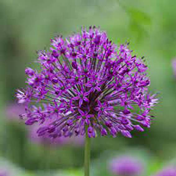 ALLIUM purple sensation...