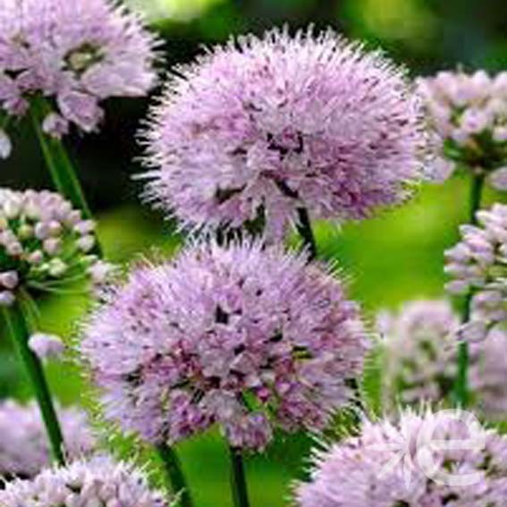 ALLIUM  Summer Beauty CTR 3L