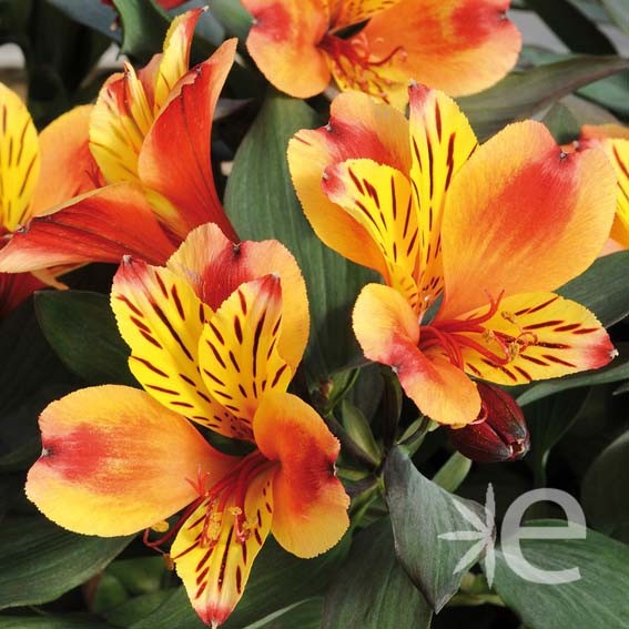 ALSTROEMERIA  Indian Summer...