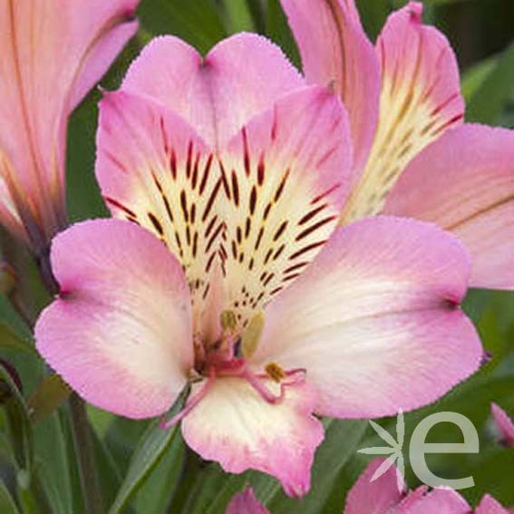 ALSTROEMERIA  Summer Break...