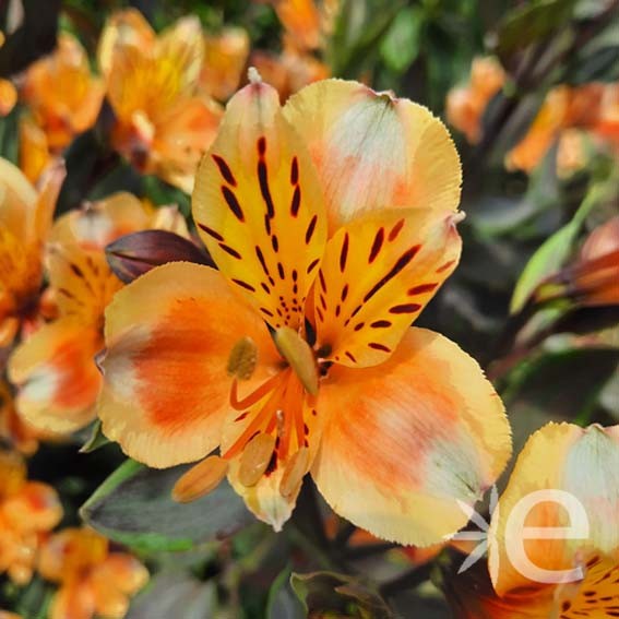 ALSTROEMERIA  Summer Breeze...