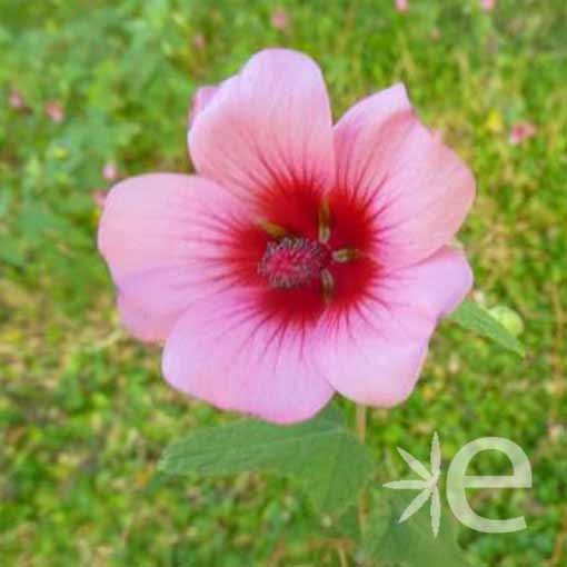 ANISODONTEA scabrosa Miss...