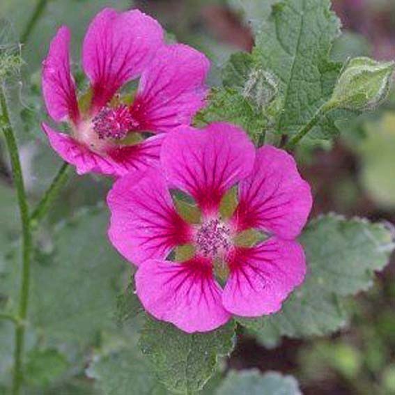 ANISODONTEA x Coralie CTR 3L