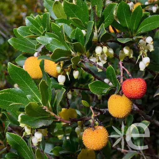 ARBUTUS unedo Compacta CTR 3L